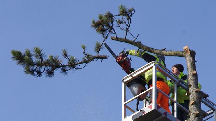 Auf dem VHS-Gelände werden Bäume gefällt. Foto: Marco Meißner