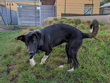Tierheim Bamberg stellt jungen Mischling vor- er hat Gelenksverformungen