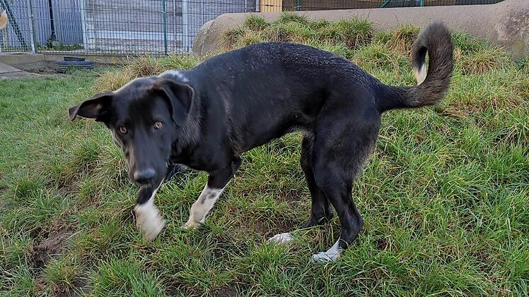 Tierheim Bamberg stellt jungen Mischling vor- er hat Gelenksverformungen
