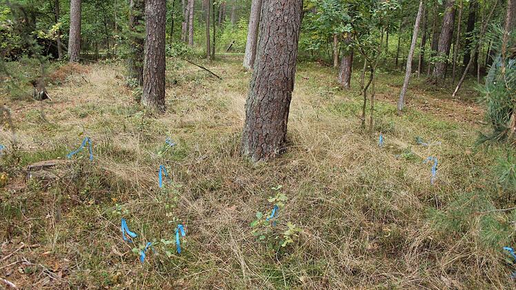 Junge Eichen können nur wachsen, wenn sie genug Licht haben. Diese hier (blaue Bändchen) sind aber einer ganz anderen Gefahr ausgesetzt: Wildverbiss.