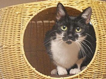 Flower empfiehlt sich als angenehmer Hausgenosse. Foto: Tierheim