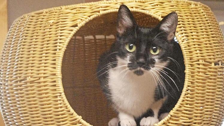 Flower empfiehlt sich als angenehmer Hausgenosse. Foto: Tierheim