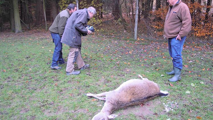 Im November 2015 begutachten zwei Experten (links) vom Netzwerk Große Beutegreifer das Wildgehege von Erwin Belz (rechts) bei Schönderling. Genproben des Luchses wurden damals entnommen und mit denen aus Detter verglichen. Das Ergebnis zeigt, es war derselbe Luchs.  Foto: Julia Raab