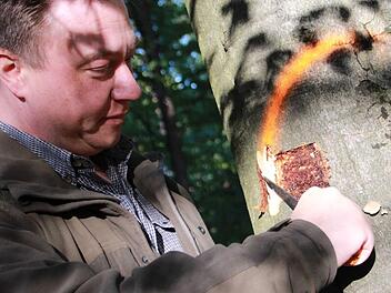 Wo sich der Käfer durchgefressen hat, hatte die Buche mal ihre lebenswichtigen Nährstoffe gepumpt. Der neonfarbene Strich markiert das Schicksal des Baumes. Diese 60 Jahre alte Buche ist tot und muss raus aus dem Forst. Fotos: Carmen Schmitt