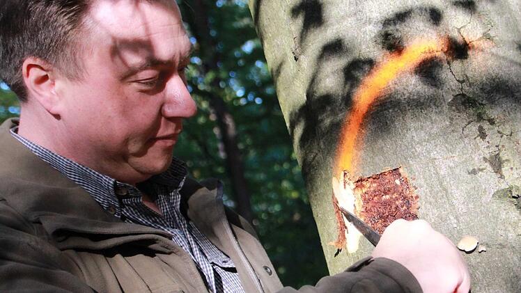 Wo sich der Käfer durchgefressen hat, hatte die Buche mal ihre lebenswichtigen Nährstoffe gepumpt. Der neonfarbene Strich markiert das Schicksal des Baumes. Diese 60 Jahre alte Buche ist tot und muss raus aus dem Forst. Fotos: Carmen Schmitt