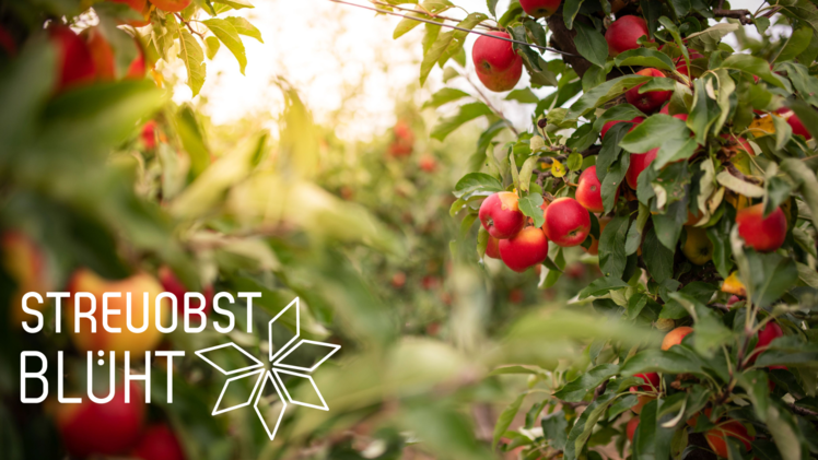 Streuobst blüht
