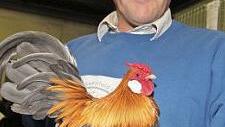 Zuchtwart Harald Kull (mit einem seiner Bantamhähne) sorgt sich wegen der Vogelgrippe um die Zukunft der Vereine.