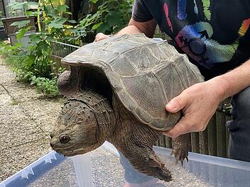 Große Schildkröte auf Feld im Rhein-Neckar-Kreis gefunden Große Schildkröte auf Feld im Rhein-Neckar-Kreis gefunden