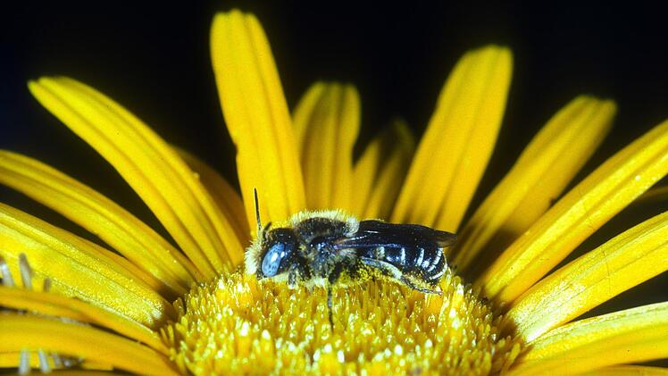 Ein Mauerbienenmännchen   auf einer Goldmargerite. Andreas Müller