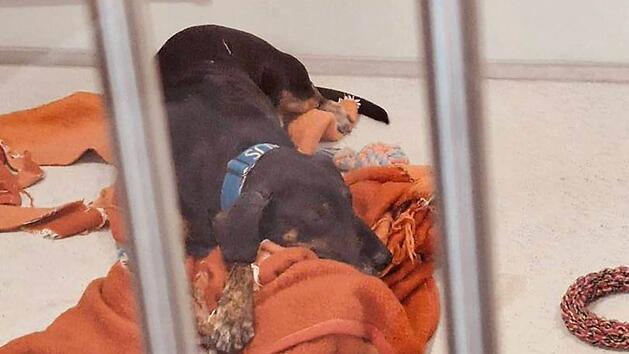 Tierheim Nürnberg: Hund "Klausi" verlor zum dritten Mal sein Zuhause - "völlig unverschuldet"