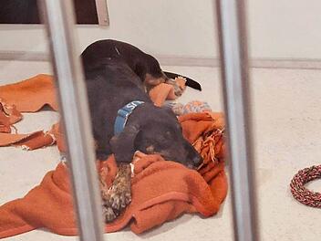 Tierheim Nürnberg: Hund "Klausi" verlor zum dritten Mal sein Zuhause - "völlig unverschuldet"