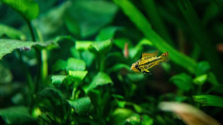 Blick in eines der zehn Aquarien von Joachim Schmitt am Montag (14.01.19) in seiner Wohnung in Waldbrunn. #Fische #Fischzucht #Aquarium #Aquarianer,#Fische #Fischzucht #Aquarium Varasano