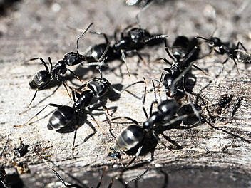 Ameisenplage in Schutterwald