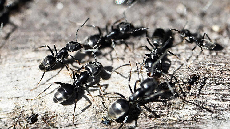Ameisenplage in Schutterwald