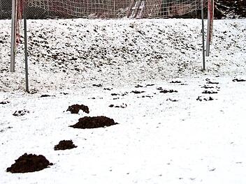 26 Maulwurfhügel durchziehen den Fünfmeterraum auf dem Sportplatz des VfR Hermannsberg-Breitbrunn. Fast täglich kommt einer dazu. Ob da für den Winter eine alte Bauernregel zutreffen wird?  Foto: Günther Geiling