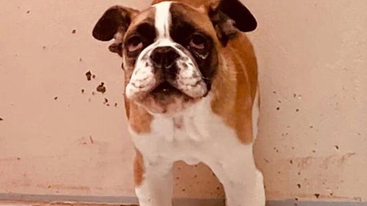 Tierheim Nürnberg sucht nach neuem Zuhause für Bulldoggen-Welpen "James"