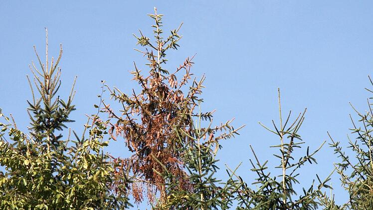 Vor zwei Wochen war die Krone noch grün, weiß Peter Pröbstle von der Fichte des Nachbarwaldes zu berichten.Richard Sänger