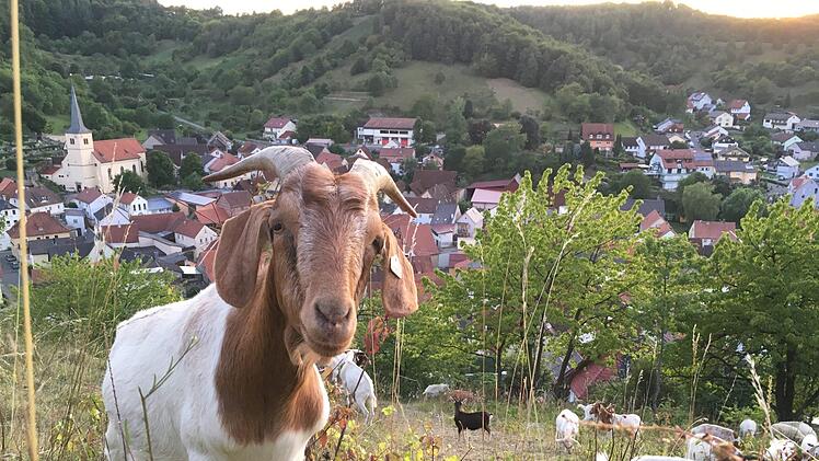 Ziegen leisten einen großen Beitrag zum Landschaftsschutz, wenn sie allerdings Weinbergsmauern und Böschungen beschädigen oder Obstbäume entrinden, ärgert das Grundstücksbesitzer. Foto: Ralf Ruppert