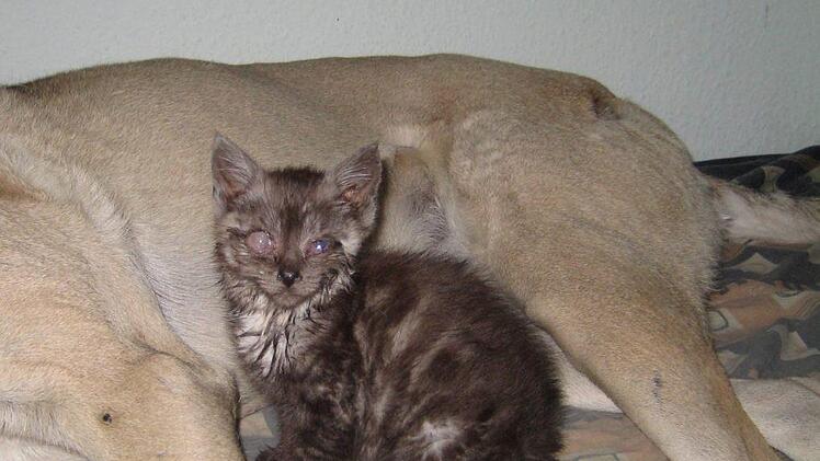 Die Katze Cosy, die auf der Stra&szlig;e aufwuchs, durch Krankheit ein Auge verlor und in Oberleichtersbach ihr Zuhause gefunden hat.Silvia Pietreck