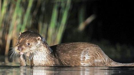 Wenn der Fischotter in die Teichlandschaft im Aischgrund einf&auml;llt, f&uuml;rchten die Teichwirte um ihre Best&auml;nde.  Foto: Attila Kovacs, dpa