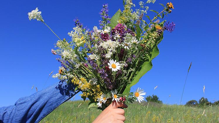 Mit Wildblumen lassen sich wunderschöne Blumensträuße zusammenstellen. Doch nicht nur das! Auch einigen Tieren kommen die wilden Wiesen zugute.