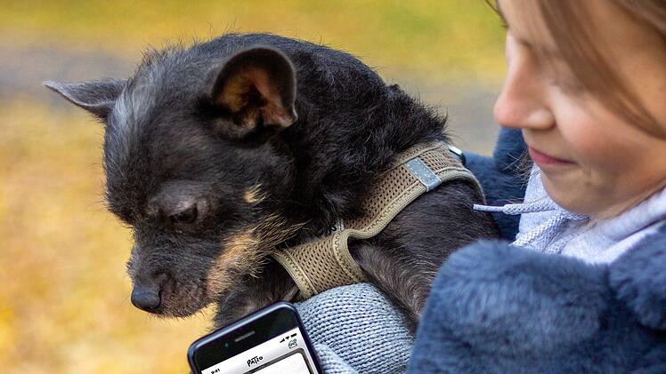 Patzo - Hunde Tinder