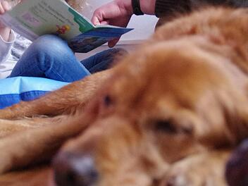 Hündin "Lupita" hört beim Vorlesen zu. Sie genießt das Miteinander ebenso wie die Kronacher Schüler. Und die Herrchen und Frauchen der Hunde helfen gerne, wenn mal ein ganz schwieriges Wort auftaucht. Foto: Marco Meißner