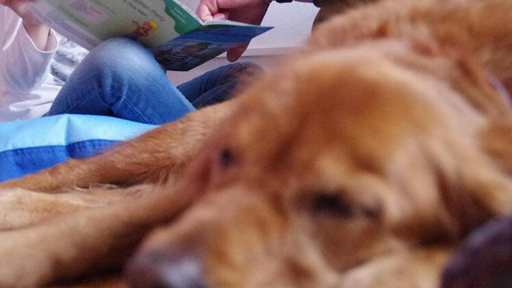 Hündin "Lupita" hört beim Vorlesen zu. Sie genießt das Miteinander ebenso wie die Kronacher Schüler. Und die Herrchen und Frauchen der Hunde helfen gerne, wenn mal ein ganz schwieriges Wort auftaucht. Foto: Marco Meißner