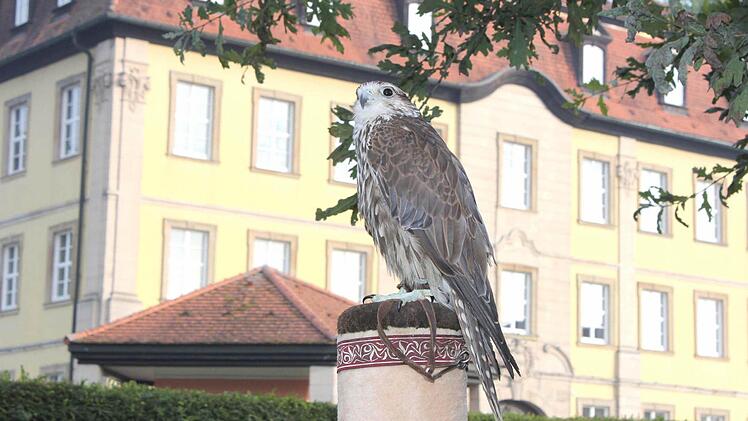 Ein Falke wachte über das Schloss.
