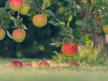 Gartenarbeiten im September