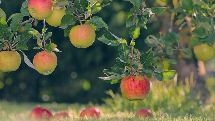 Gartenarbeiten im September
