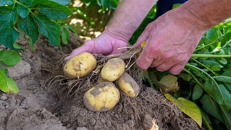 Klimaherausforderungen f&uuml;r Kartoffelz&uuml;chter