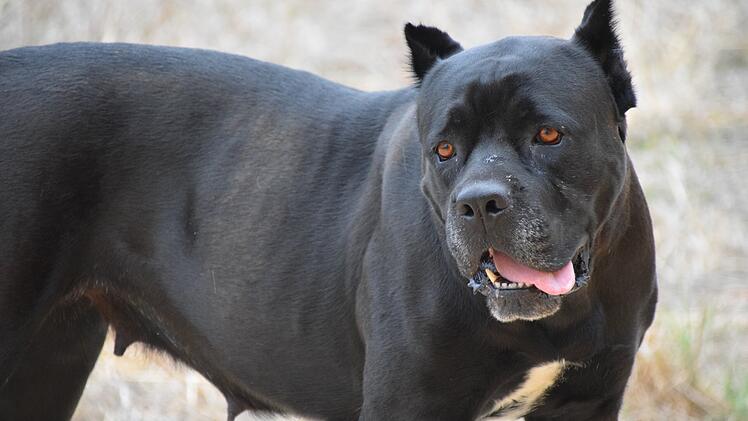Hund, Kampfhund, Cane Corso