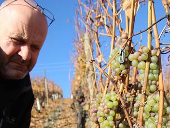 Skeptischer Blick: Horst Sauer schaut sich den Zustand seiner Silvanertrauben ganz genau an. Bis Mitte Dezember will er auf die richtigen Temperaturen für Eiswein warten. Ansonsten verarbeitet er die Trauben zu Beerenauslesen.
