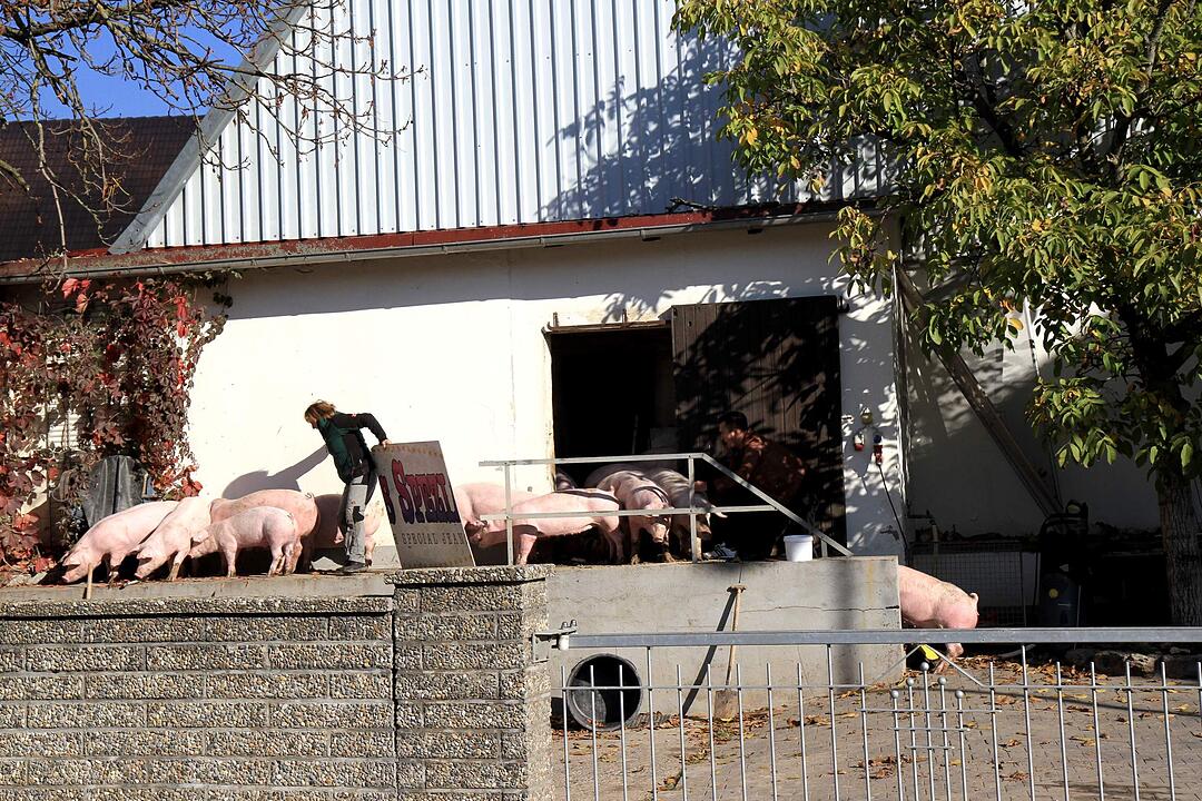 Brand in Schweinestall in Herzogenaurach