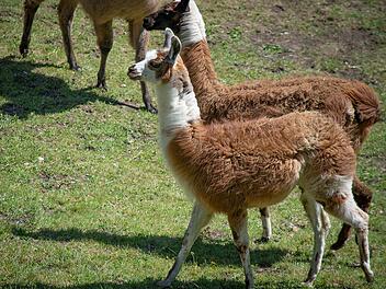 Tierpark Sommerhausen erhöht Eintrittspreise und erklärt Hintergrund - "möchten transparent sein"