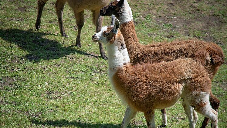 Tierpark Sommerhausen erhöht Eintrittspreise und erklärt Hintergrund - "möchten transparent sein"