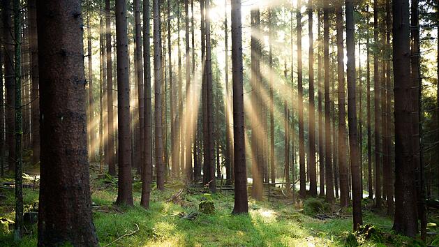 Wald