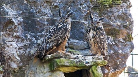 Der Uhu zählt zu den europäischen Wildtieren.