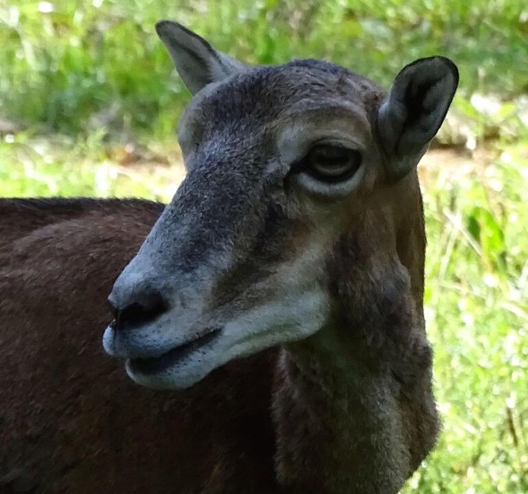 Ein Besuch im Wildtierpark Schloss Tambach. Danke an inFrankenPix-Nutzer herzolife!