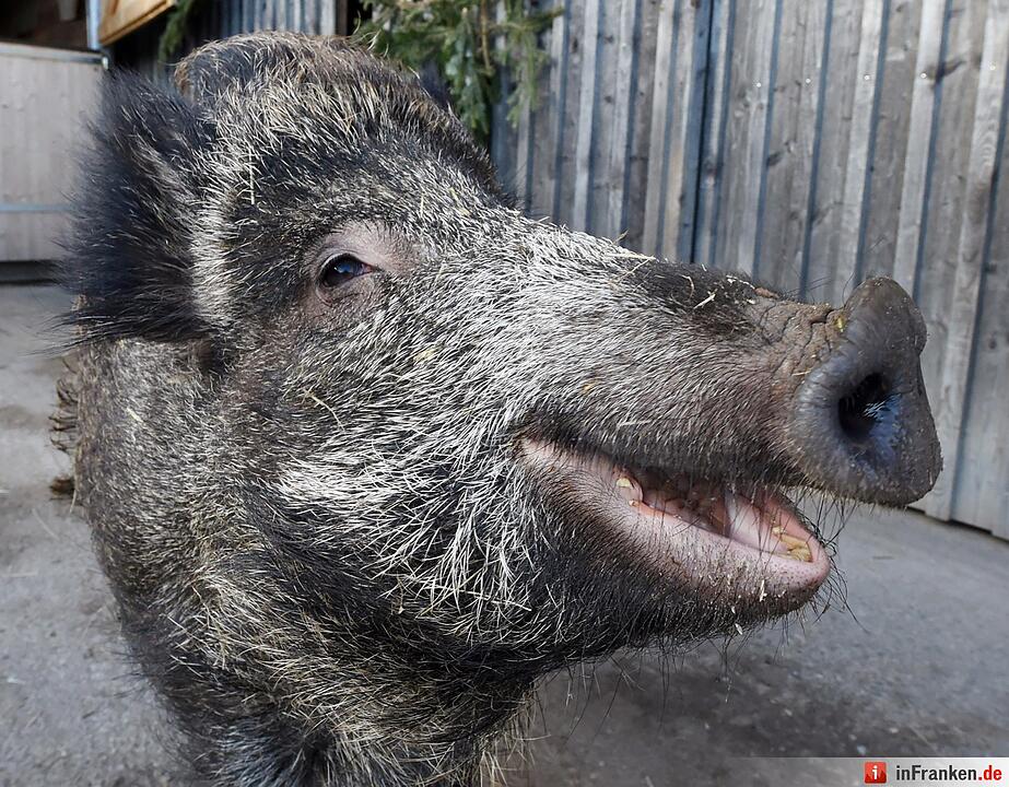 So süß ist Wildschwein Helene Fischer