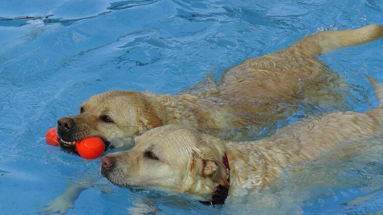 Komm ich schwimm mal eben mit...