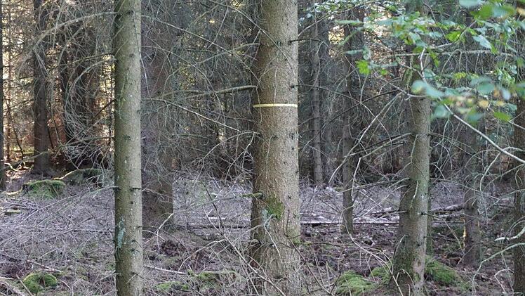 Ein gelbes Band an einem Baum in Wald kennzeichnet ihn als Zukunftsbaum. Foto: Marion Eckert