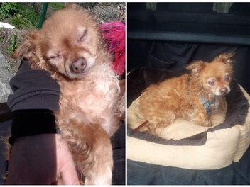 Kulmbach: Hund "Robby" hatte eine schwere Vergangenheit - und sucht jetzt neues Zuhause Kulmbach: Hund "Robby" hatte eine schwere Vergangenheit - und sucht jetzt neues Zuhause