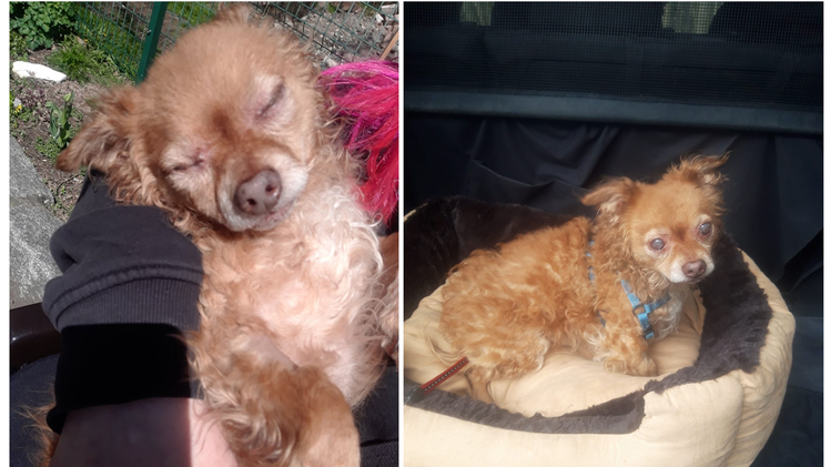 Kulmbach: Hund "Robby" hatte eine schwere Vergangenheit - und sucht jetzt neues Zuhause