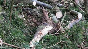 Sonnefeld: Mann prallt mit Auto gegen mehrere B&auml;ume und stirbt