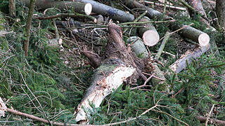 Sonnefeld: Mann prallt mit Auto gegen mehrere B&auml;ume und stirbt