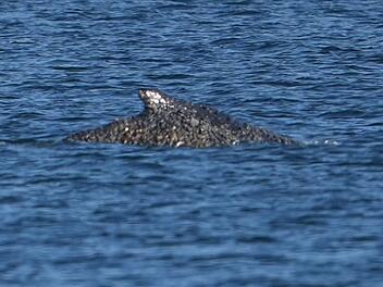 Wal an der Ostseek&uuml;ste wieder frei