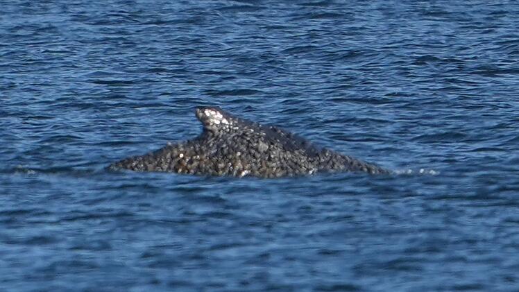 Wal an der Ostseek&uuml;ste wieder frei