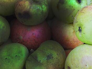 Insgesamt 21 Zentner Äpfel ergaben 735 Liter Eberner Apfelsaft. Foto: Johanna Eckert
